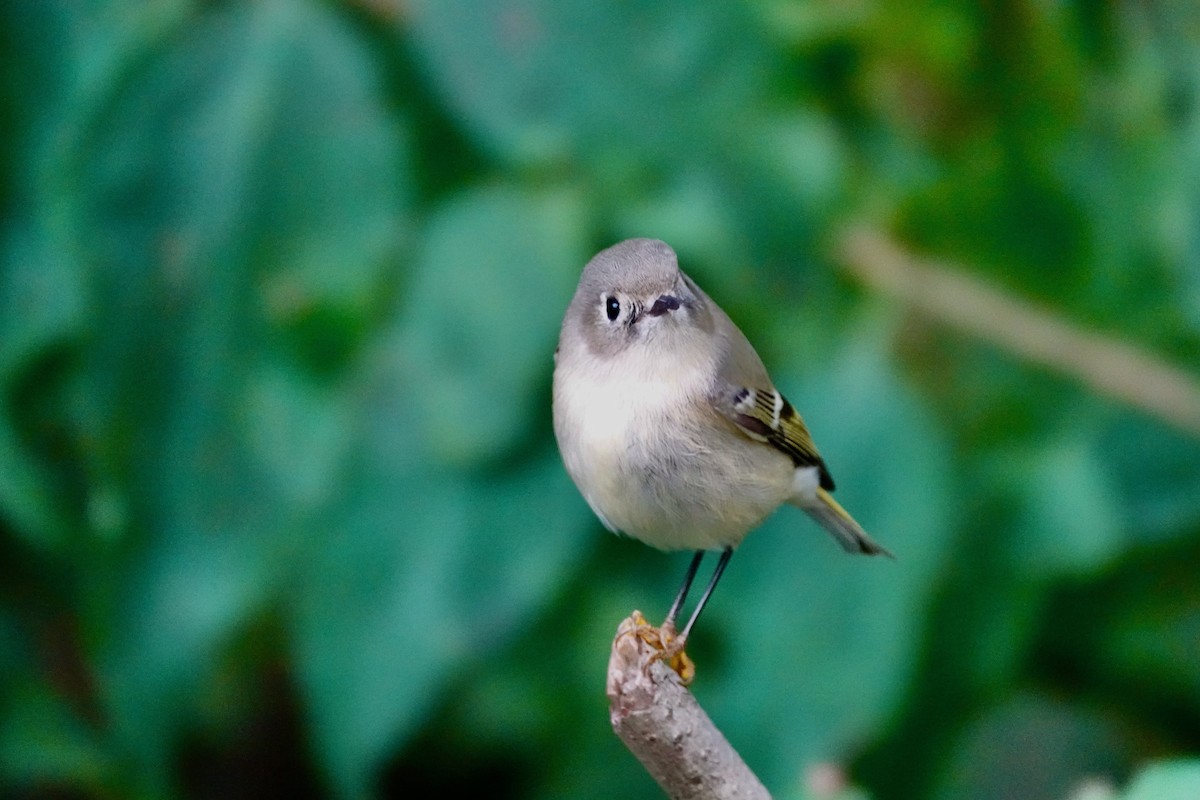 Ruby-crowned Kinglet - ML644905529
