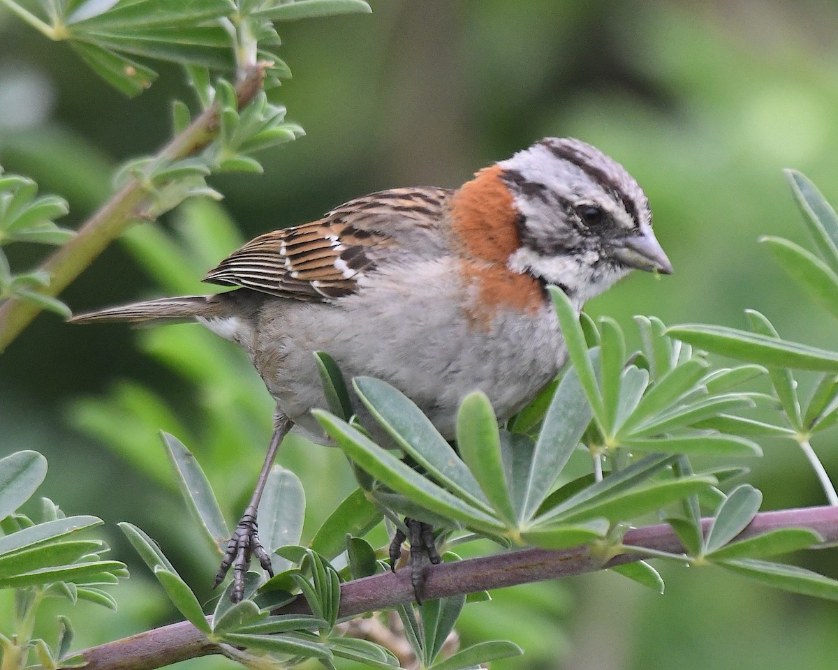 Morgenammer - ML644905530