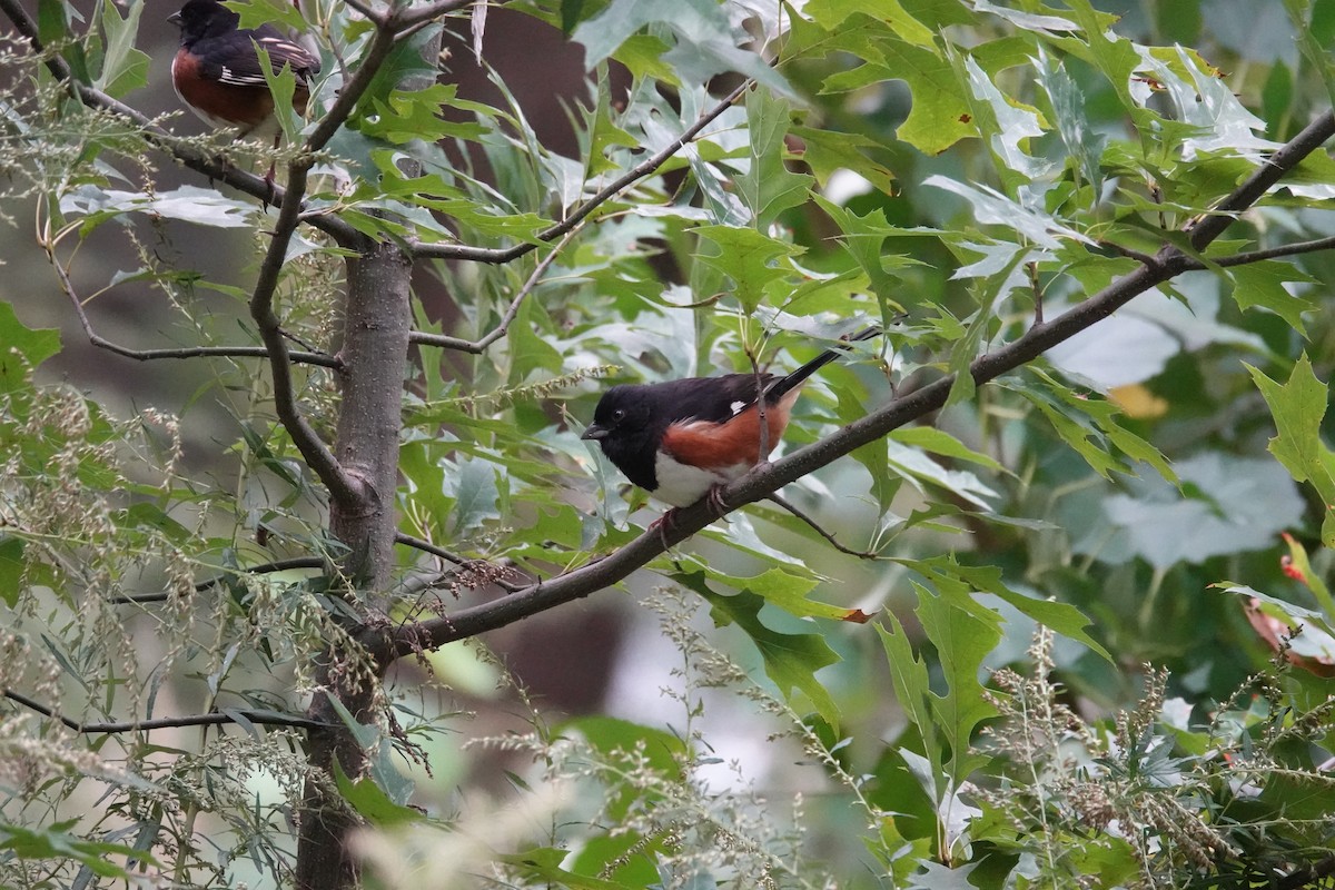 Eastern Towhee - ML644905531
