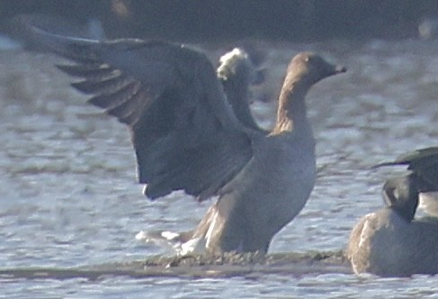 Oie de la toundra - ML644905538