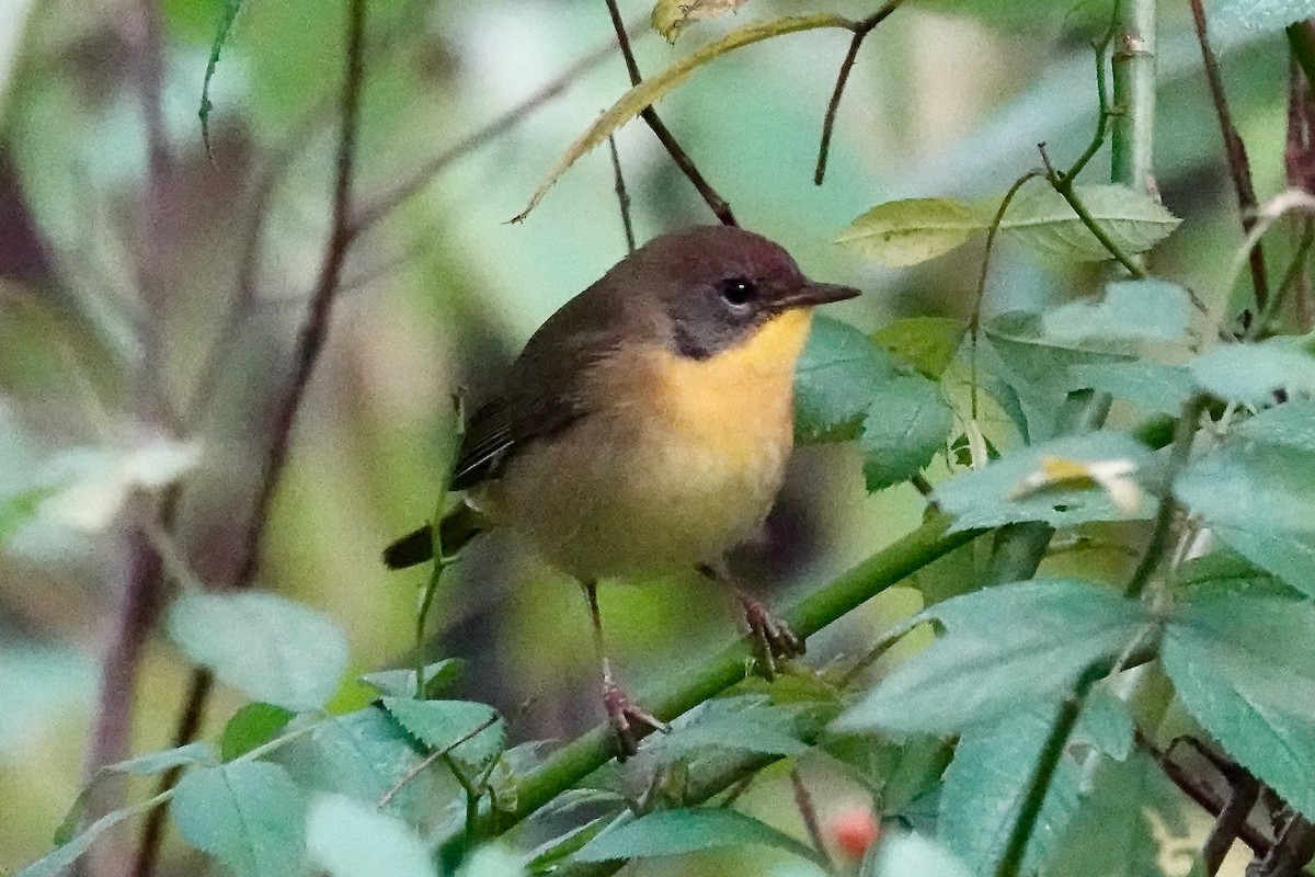 Common Yellowthroat - ML644905539