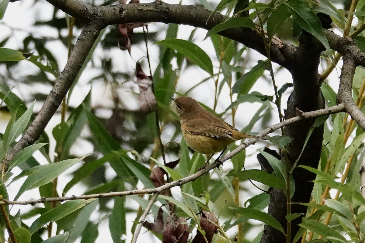 Palm Warbler - ML644905558