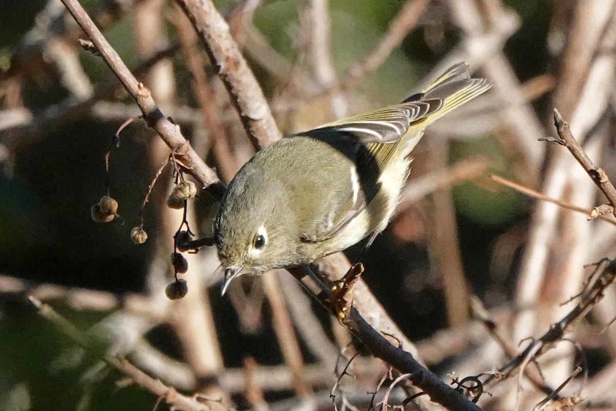 Ruby-crowned Kinglet - ML644905560