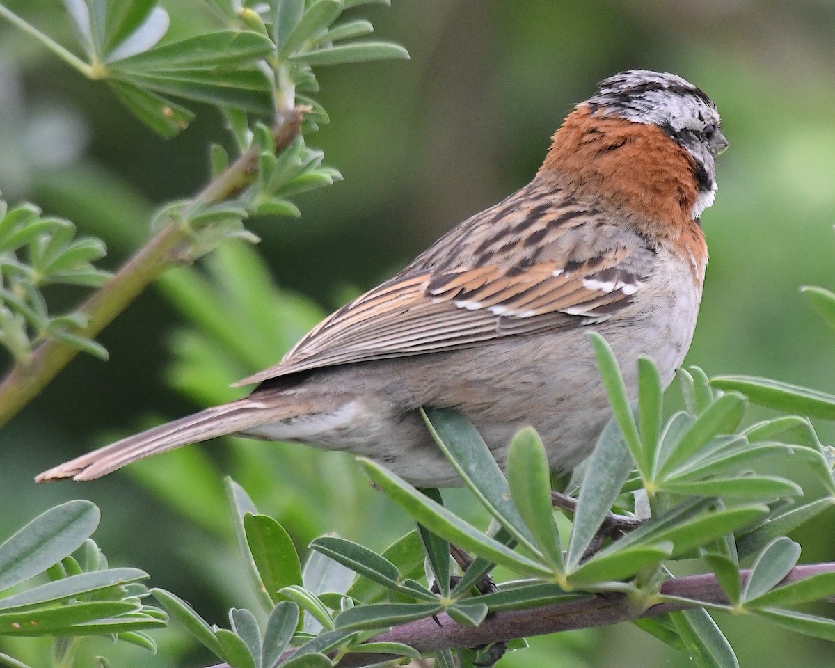 Morgenammer - ML644905563