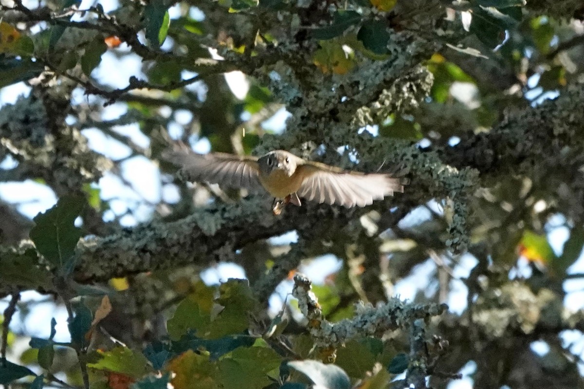 Ruby-crowned Kinglet - ML644905566