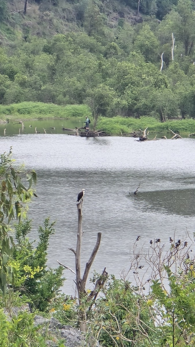 Загасч явлаг - ML644905568