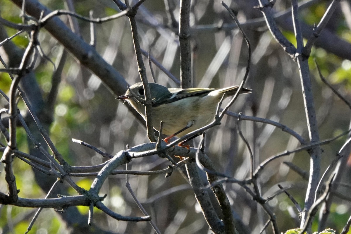Ruby-crowned Kinglet - ML644905575