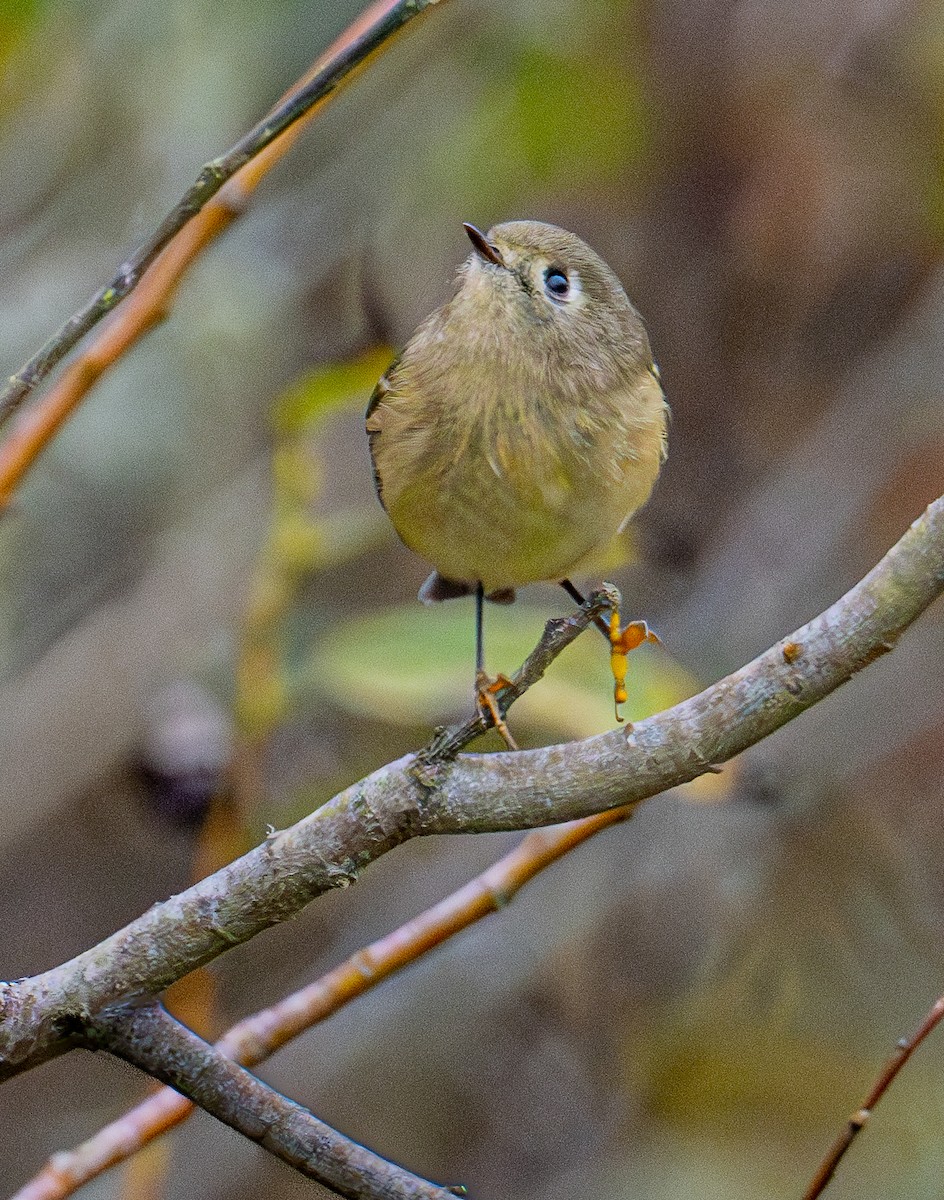 Ruby-crowned Kinglet - ML644905581