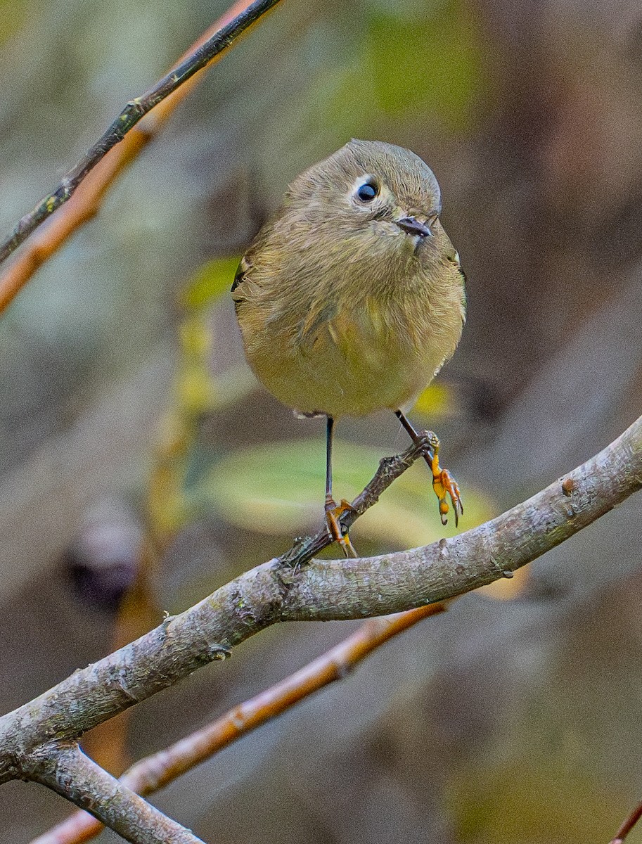 Ruby-crowned Kinglet - ML644905582