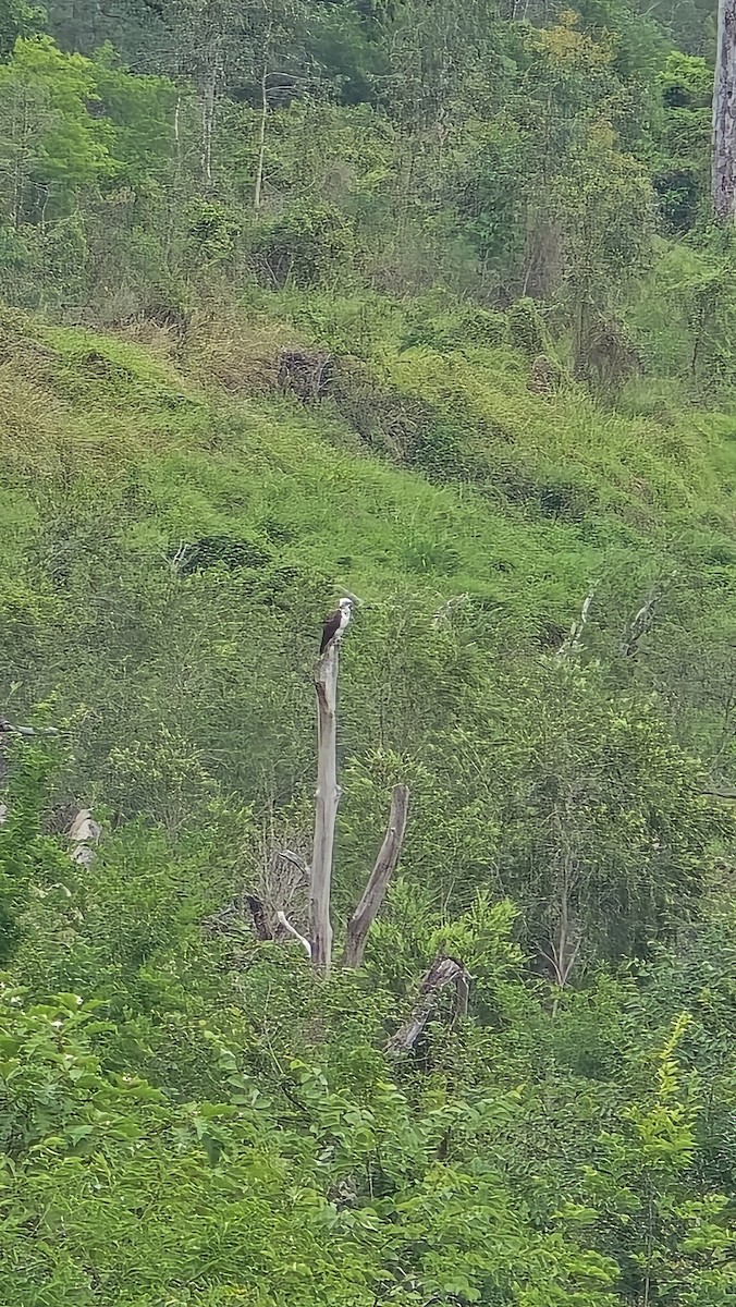 Загасч явлаг - ML644905585