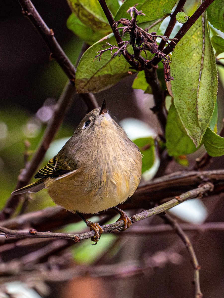 Ruby-crowned Kinglet - ML644905588