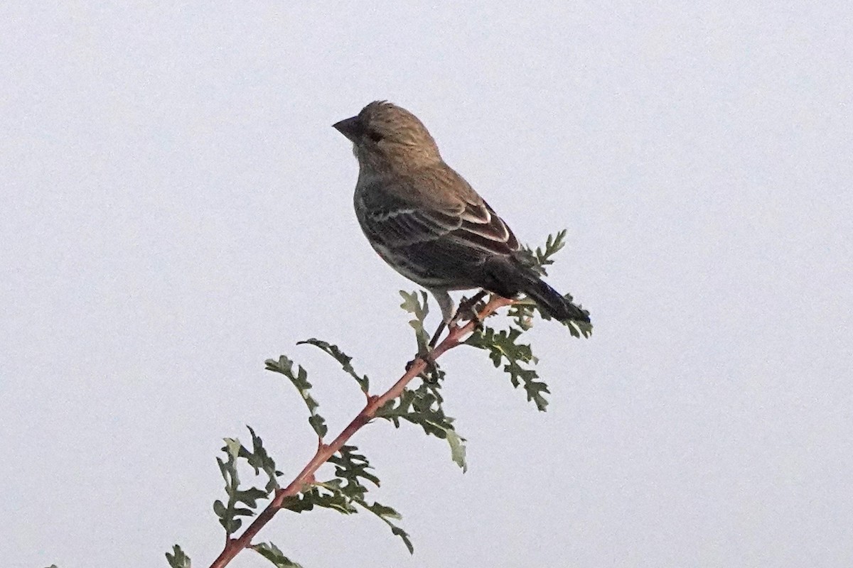 Roselin familier - ML644905589