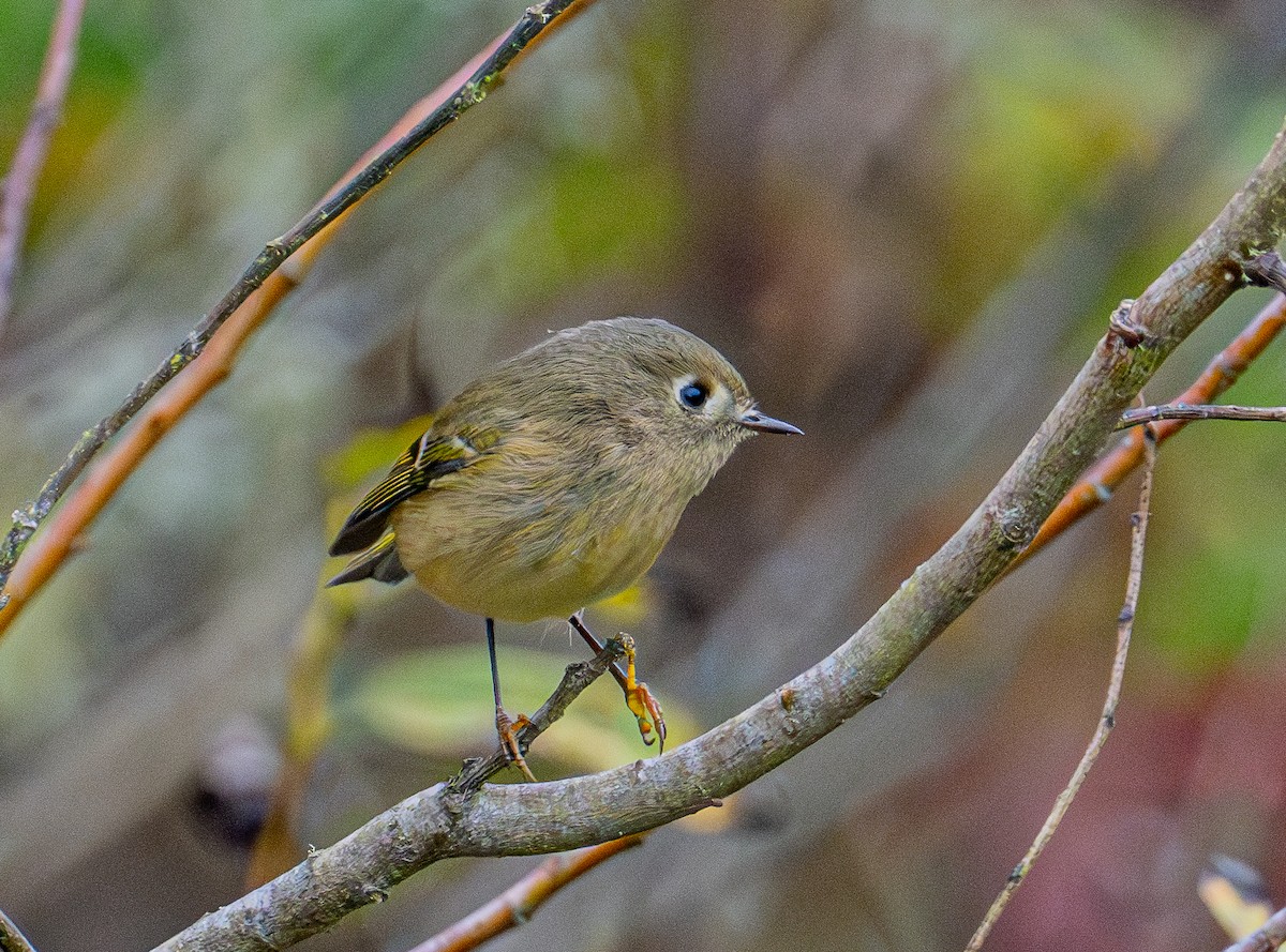 Ruby-crowned Kinglet - ML644905590