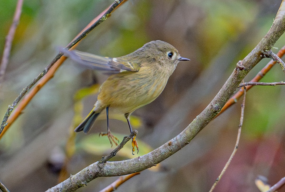 Ruby-crowned Kinglet - ML644905591