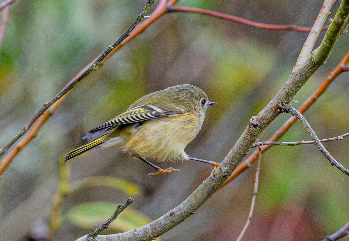Ruby-crowned Kinglet - ML644905592