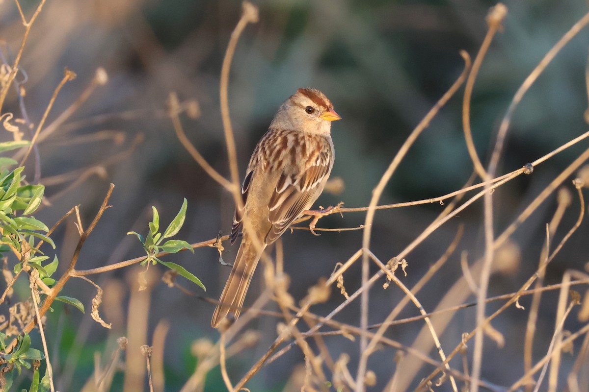 White-crowned Sparrow - ML644905596