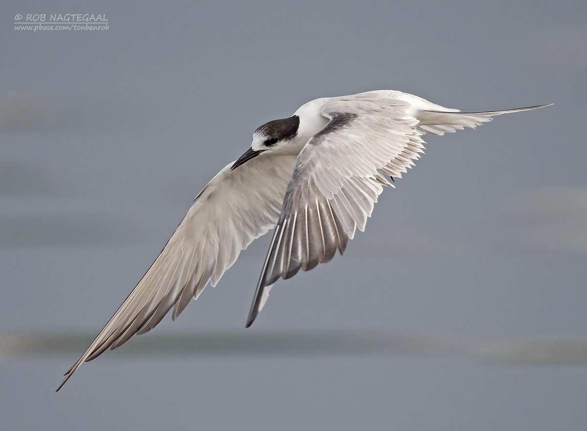 rybák obecný - ML644905616