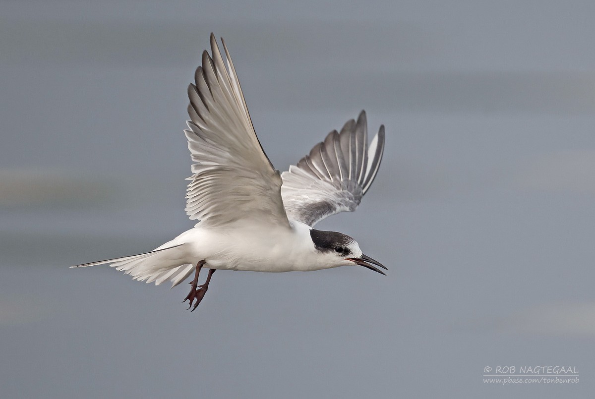 rybák obecný - ML644905617