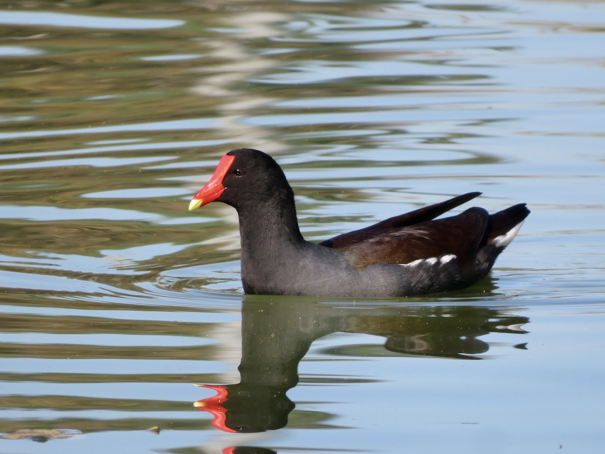 Amerika Sutavuğu - ML644905618