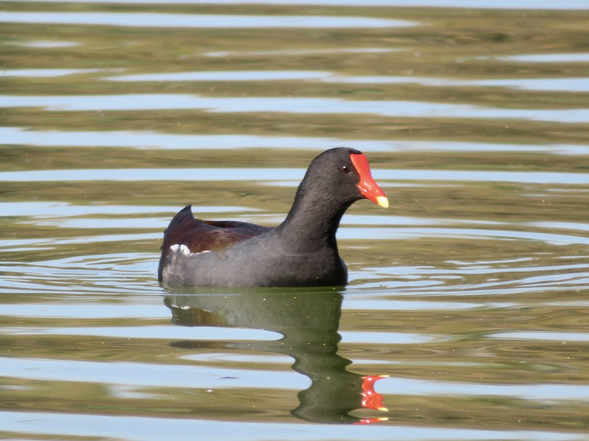 Amerika Sutavuğu - ML644905619