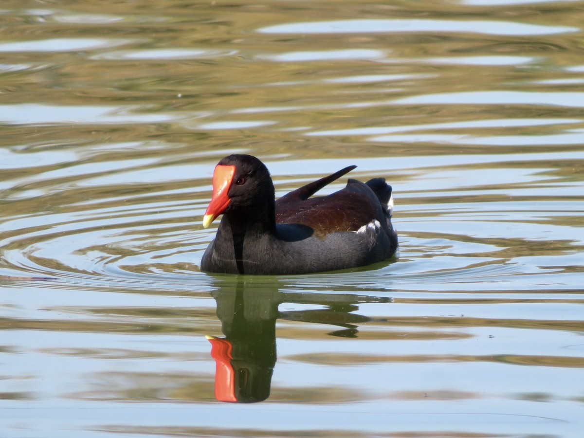 Amerika Sutavuğu - ML644905620