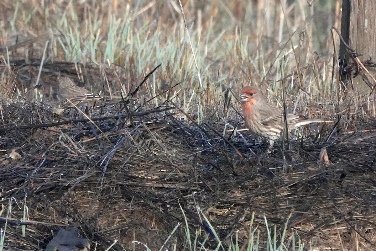 Roselin familier - ML644905628