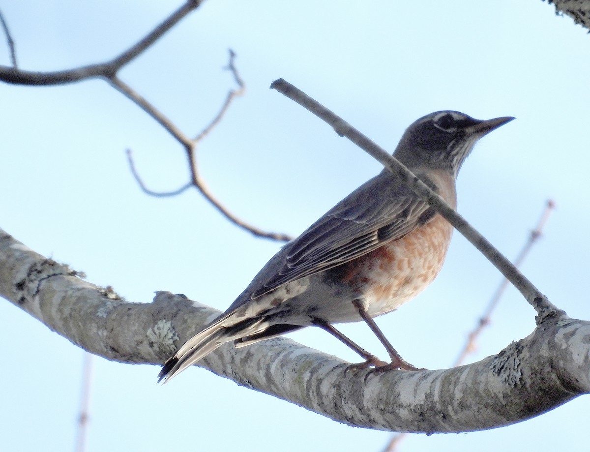 コマツグミ - ML644905632