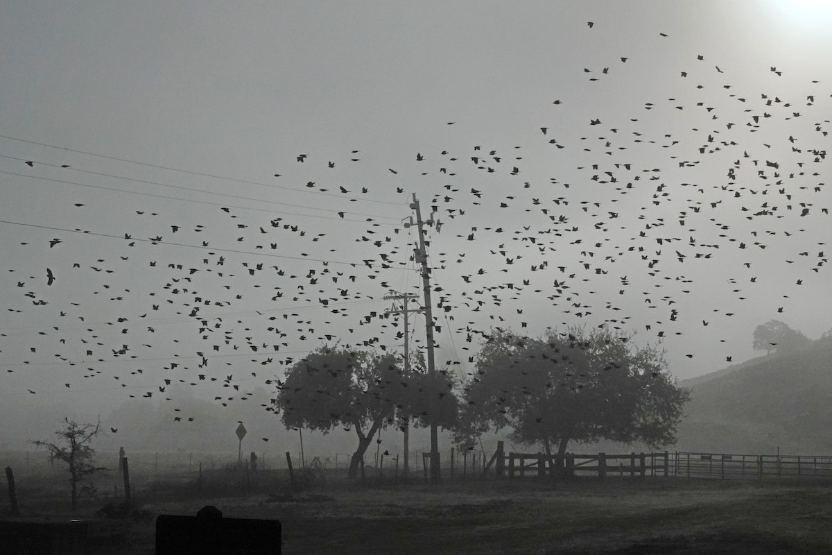 Tricolored Blackbird - ML644905651