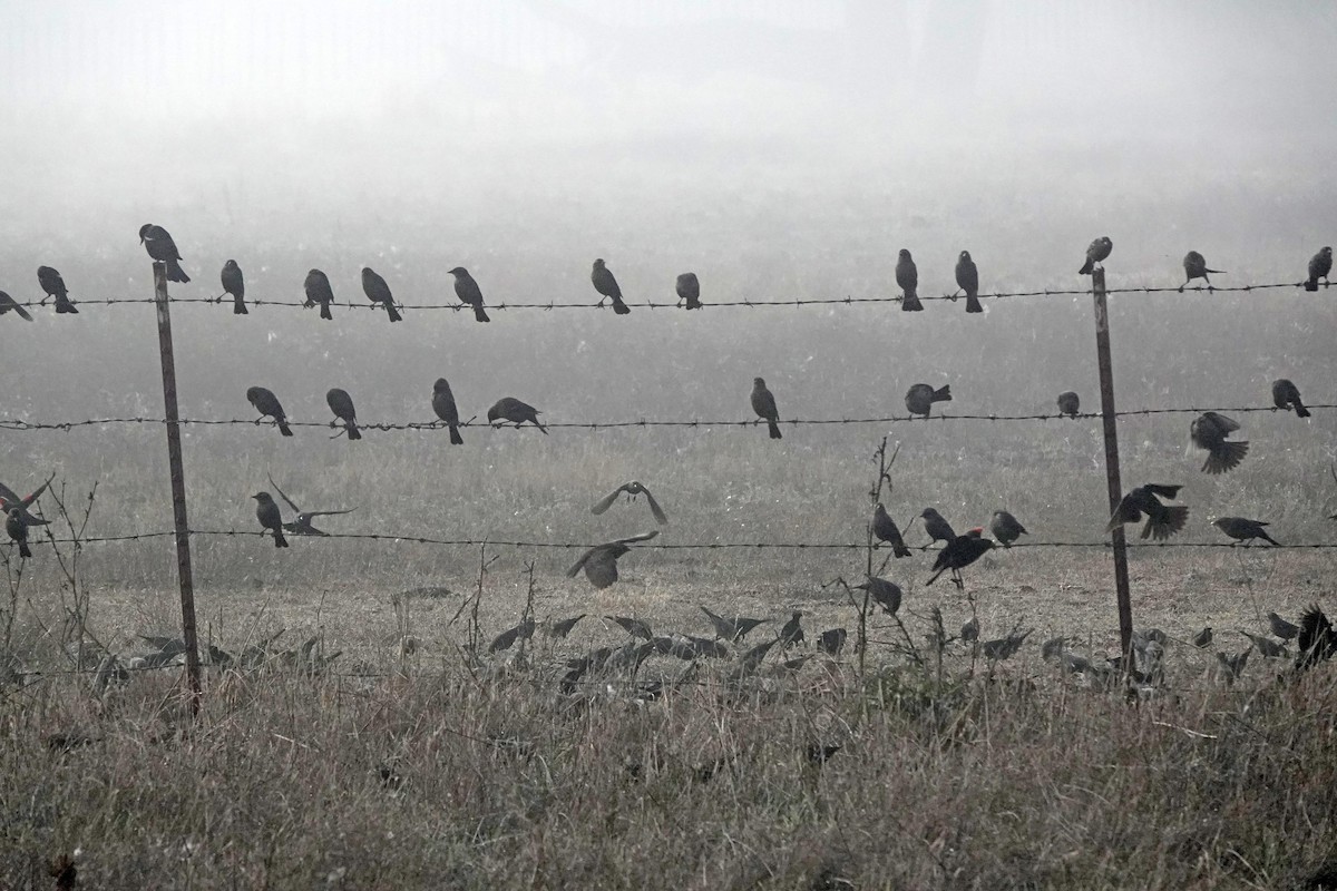 Tricolored Blackbird - ML644905652