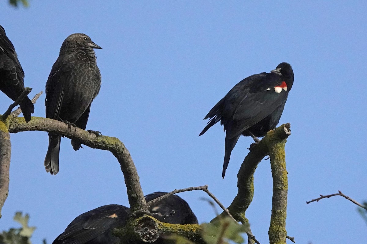 Tricolored Blackbird - ML644905658