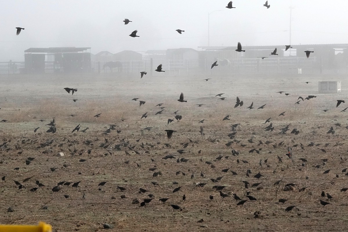 Tricolored Blackbird - ML644905659