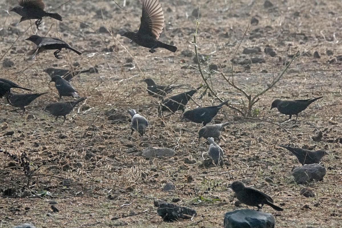 Tricolored Blackbird - ML644905660