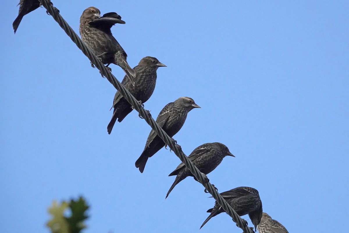 Tricolored Blackbird - ML644905686