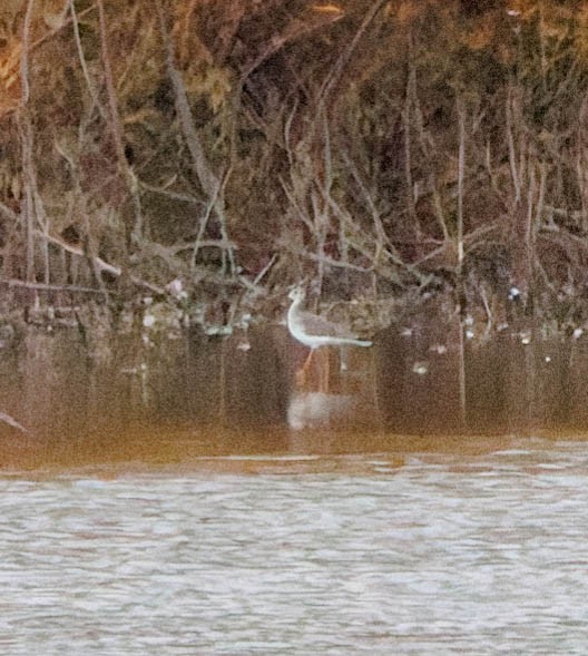 ביצנית צהובת-רגל/עקודה - ML644905708