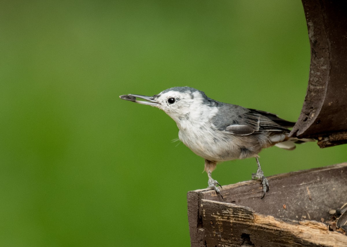 Weißbrustkleiber - ML644905738