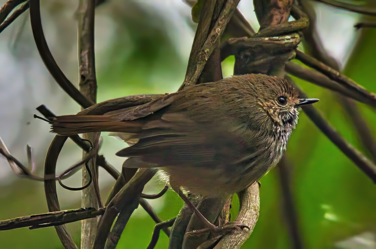 Brown Thornbill - ML644905777