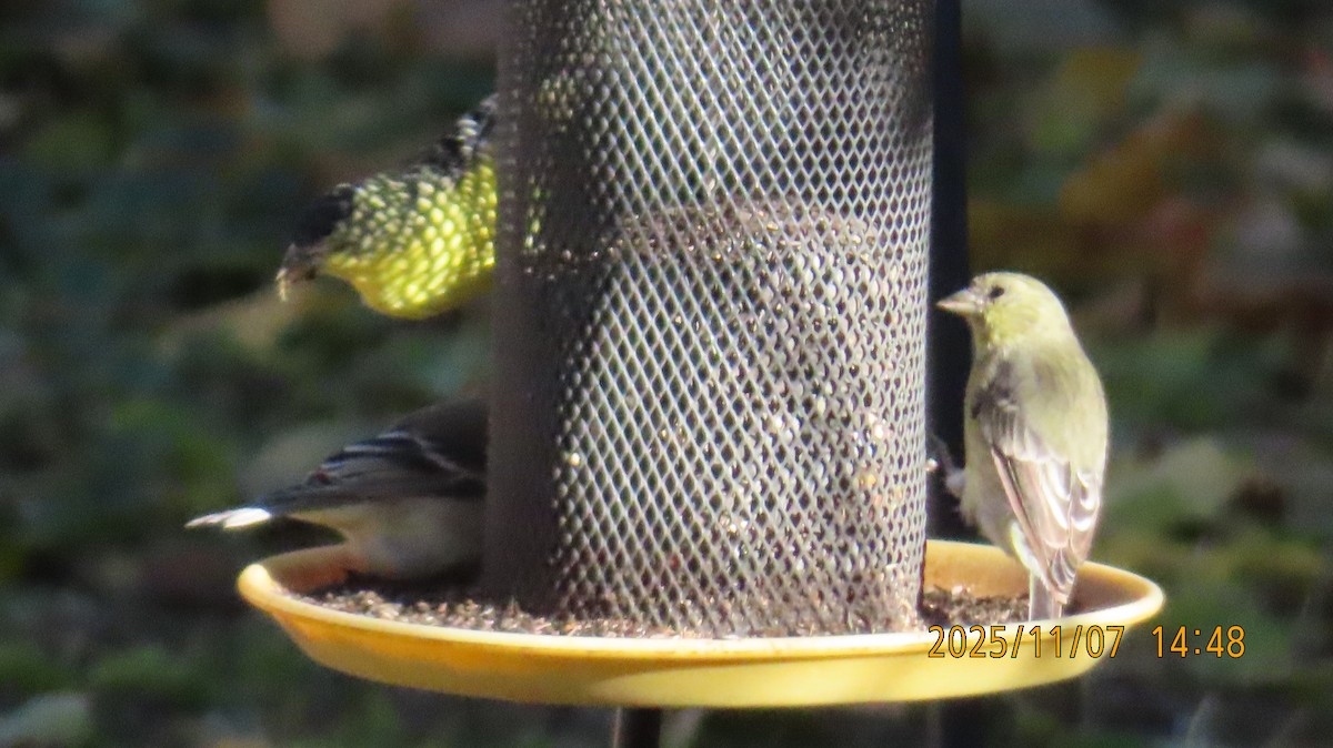 Lesser Goldfinch - ML644905778
