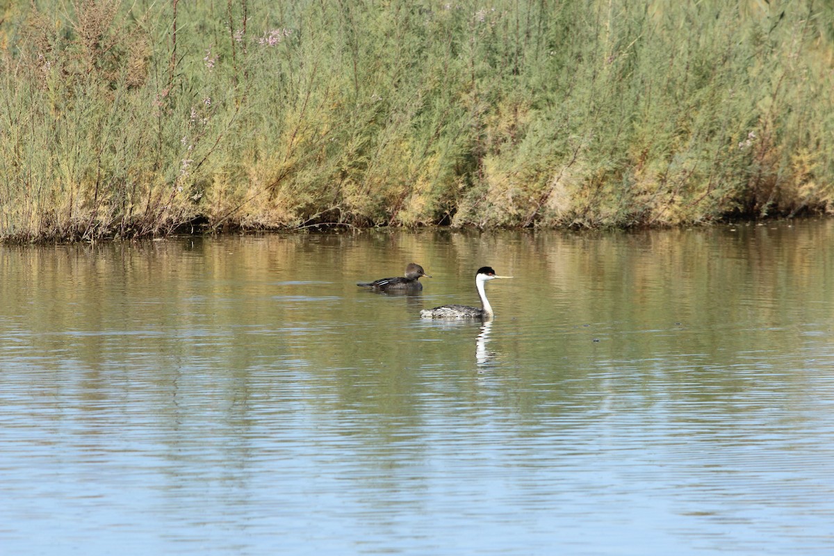 Western Grebe - ML644905779