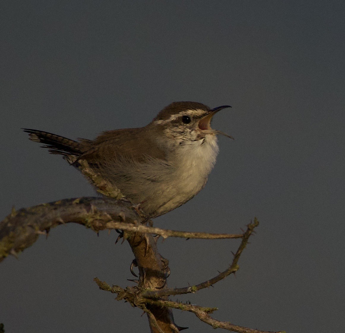 Bewick's Wren - ML644905780