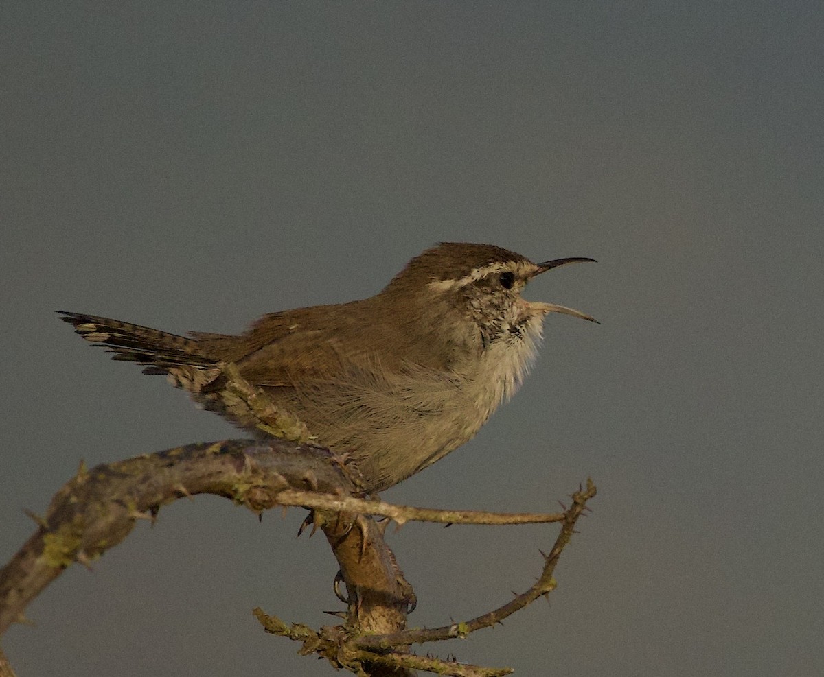 Bewick's Wren - ML644905781