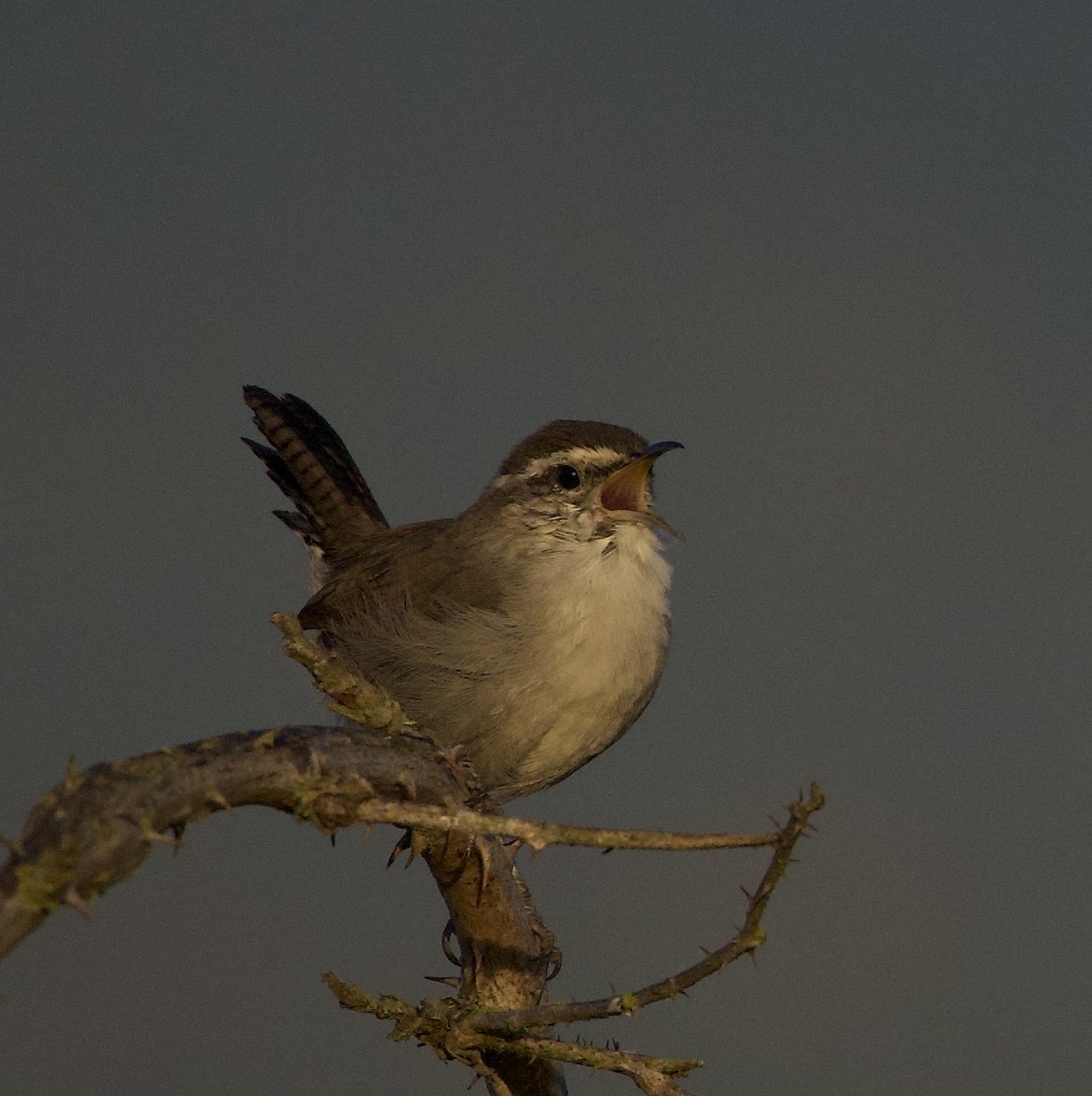 Bewick's Wren - ML644905782