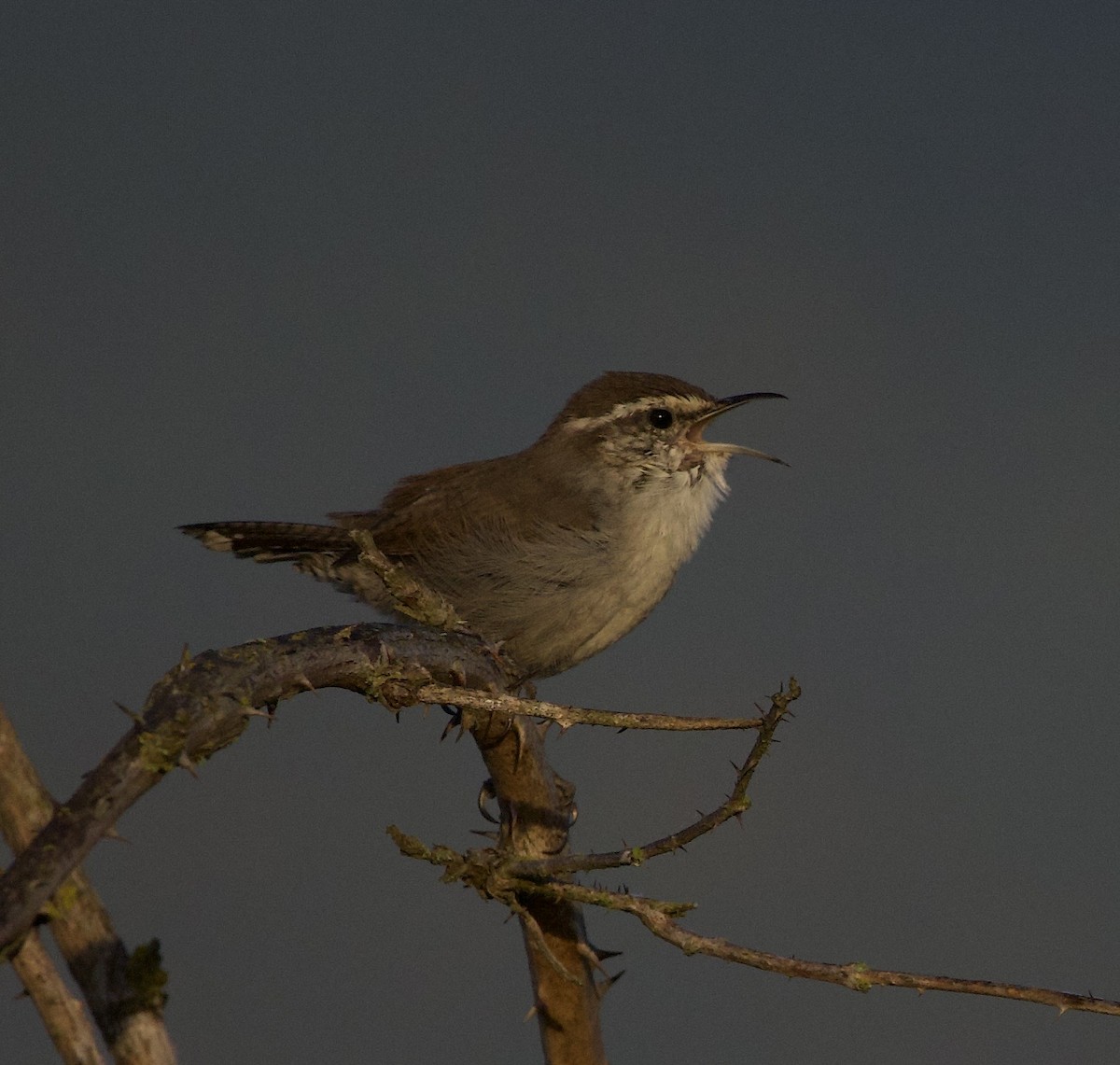 Bewick's Wren - ML644905783