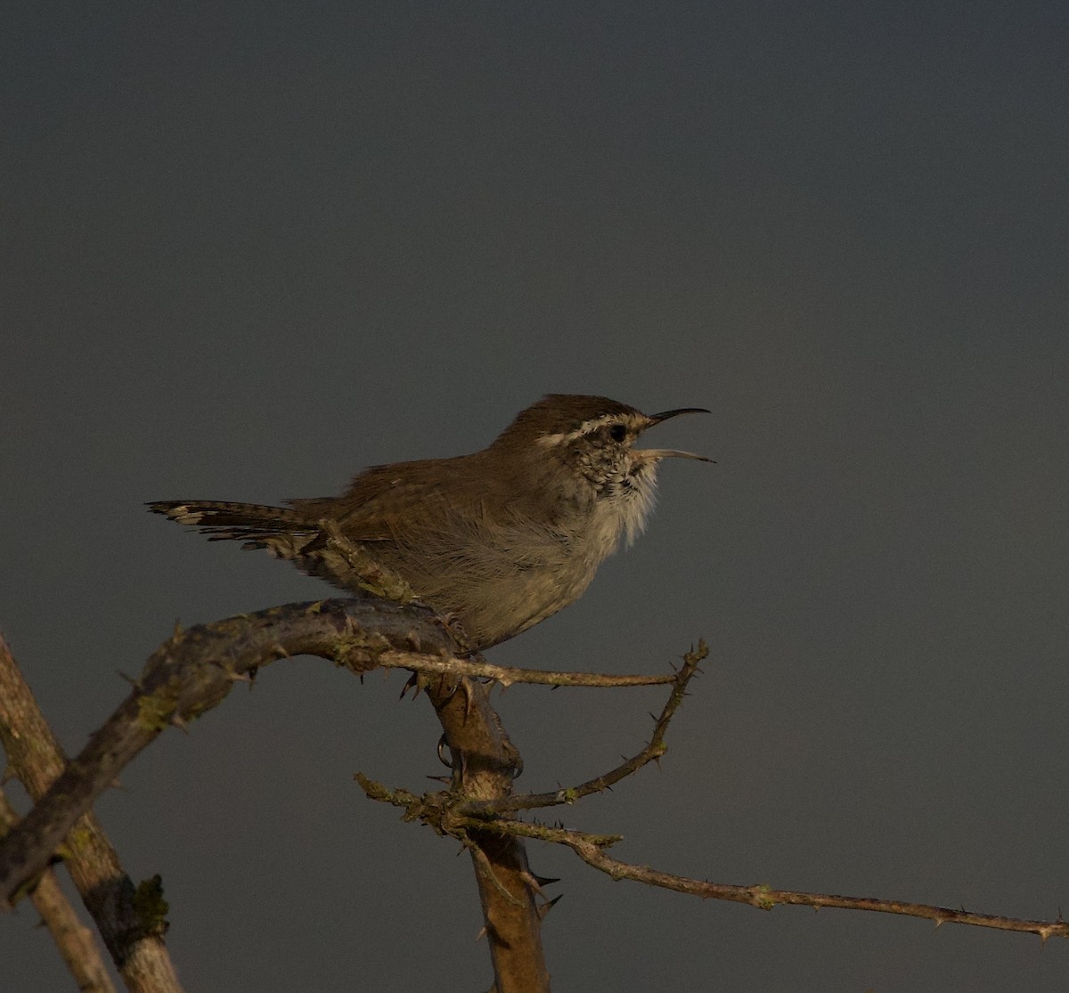 Bewick's Wren - ML644905784