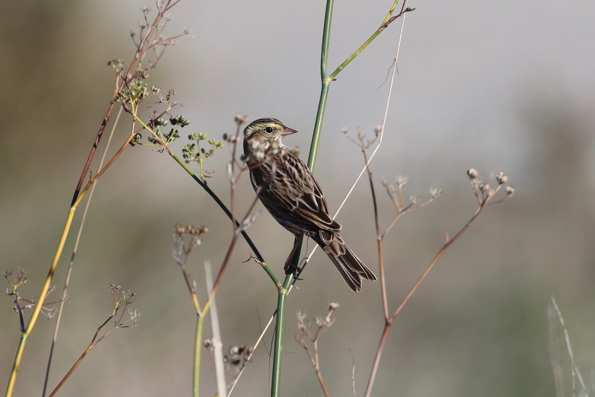 Savannah Sparrow - ML644905785