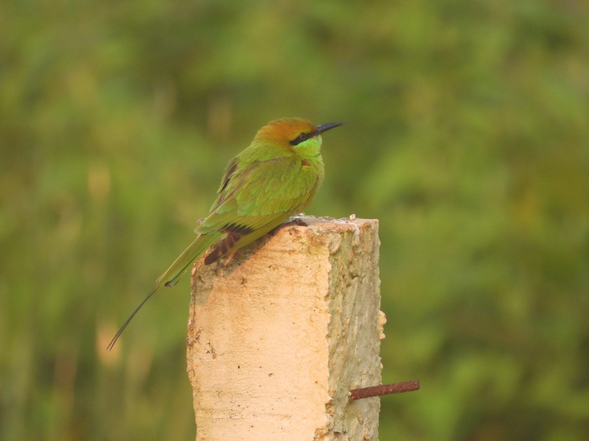 Asian Green Bee-eater - ML644905787