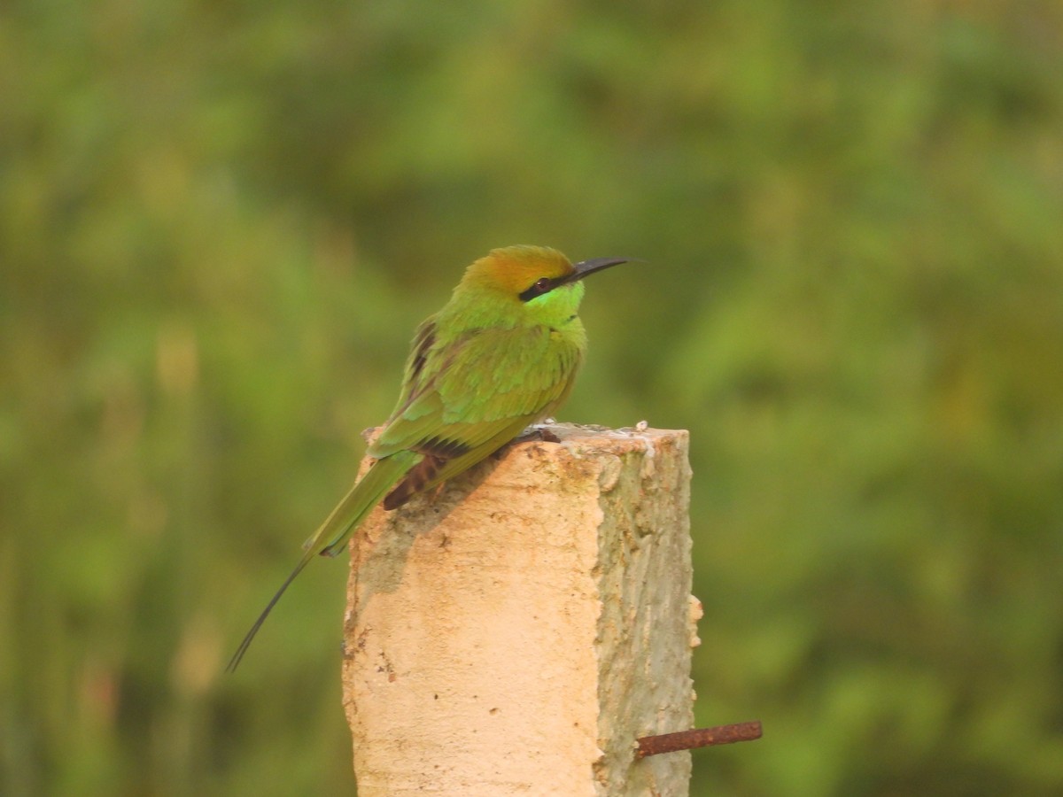 Asian Green Bee-eater - ML644905788
