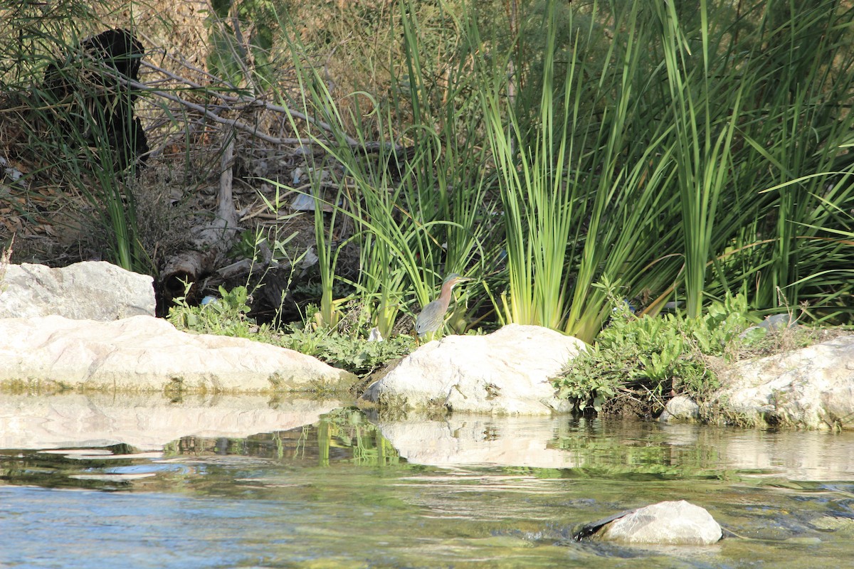 Green Heron - ML644905789