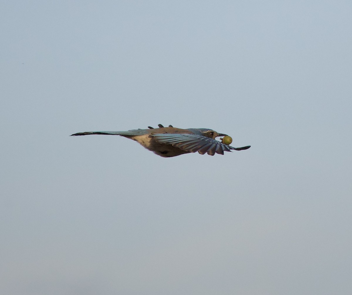 California Scrub-Jay - ML644905791