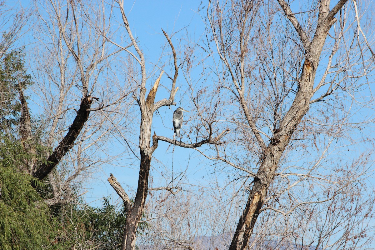 Great Blue Heron - ML644905792
