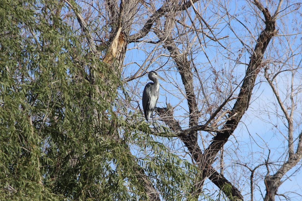 Great Blue Heron - ML644905793